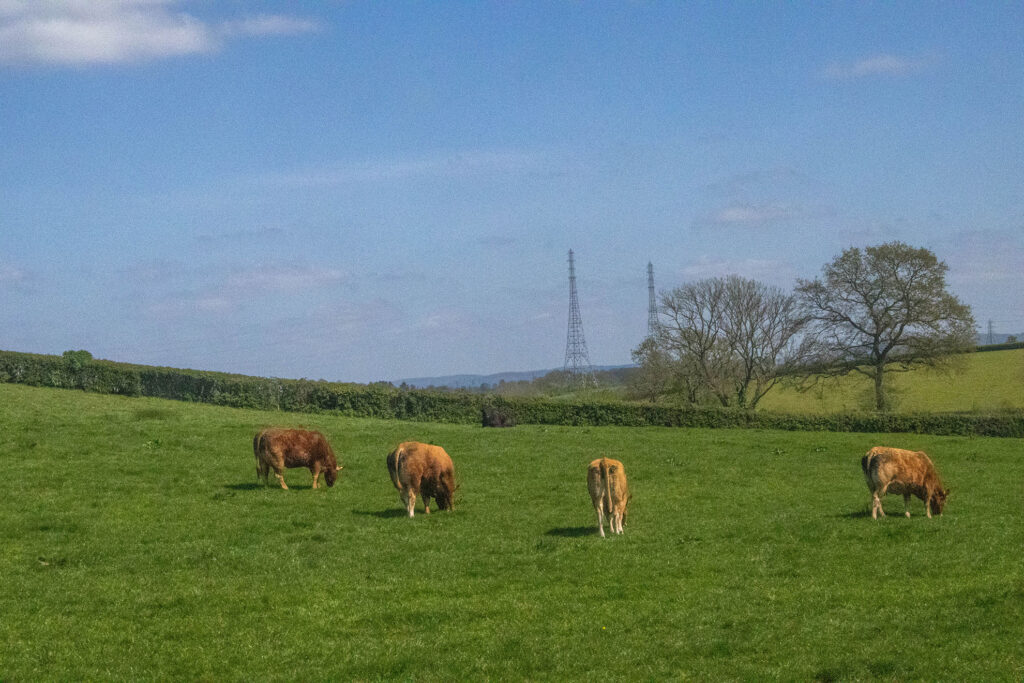 Horses on a field with electricity pylons in the background
