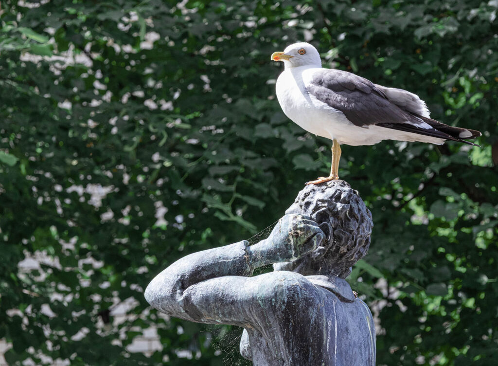 A seagull on the head of a statue
