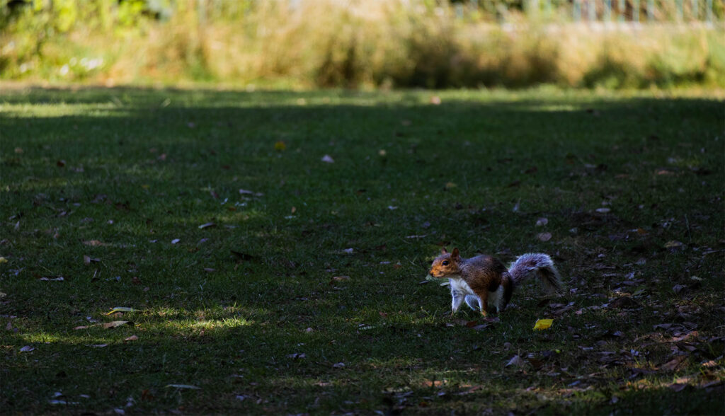 Image of squirrel in a field, it has been made brighter