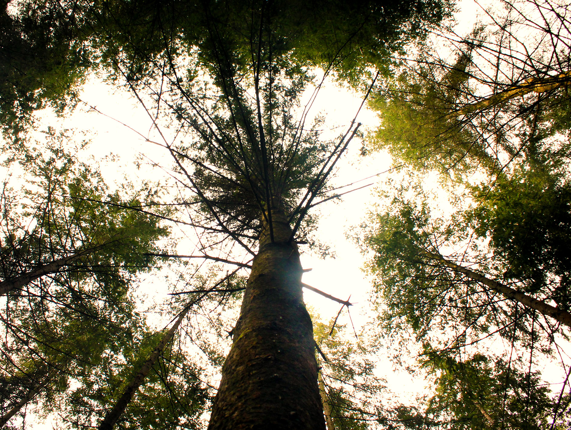 Looking up to the sky with various tree branches covering the sky